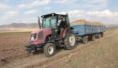 Ağrı’da şeker pancarı hasadı sürüyor