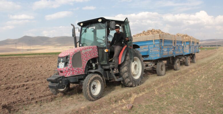 Ağrı’da şeker pancarı hasadı sürüyor