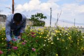 Ağrı’da yetişen rengarenk çiçekler şehirleri süslüyor