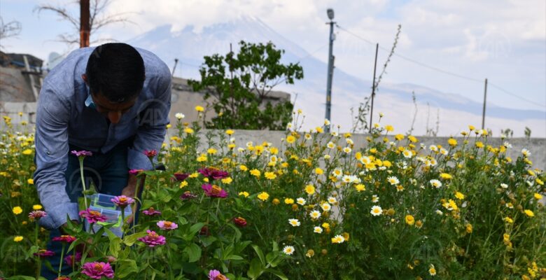 Ağrı’da yetişen rengarenk çiçekler şehirleri süslüyor