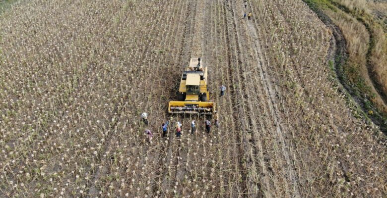 Ağrı’da üretimi yaygınlaşan ayçiçeği bölge ekonomisine katkı sunuyor