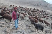 Koyun yetiştiricilerinin zorlu sonbahar mesaisi