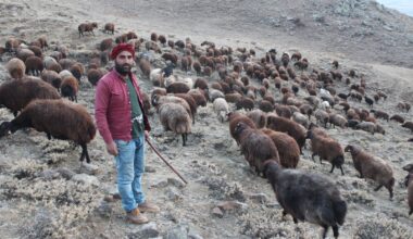 Koyun yetiştiricilerinin zorlu sonbahar mesaisi