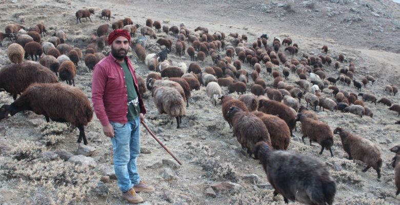 Koyun yetiştiricilerinin zorlu sonbahar mesaisi