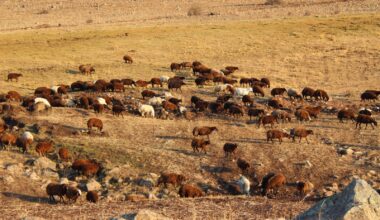 Göçerlerin zorlu dönüş yolculuğu devam ediyor