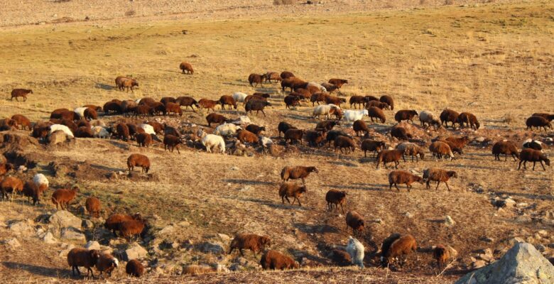 Göçerlerin zorlu dönüş yolculuğu devam ediyor