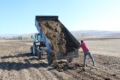 Ağrılı çiftçiler topraktan verim almak için hayvan gübresi kullanıyor