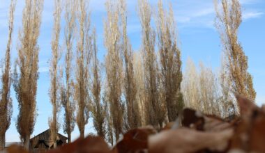 Ağrılı fotoğraf severler çektikleri fotoğraflarla sonbaharı yansıttılar
