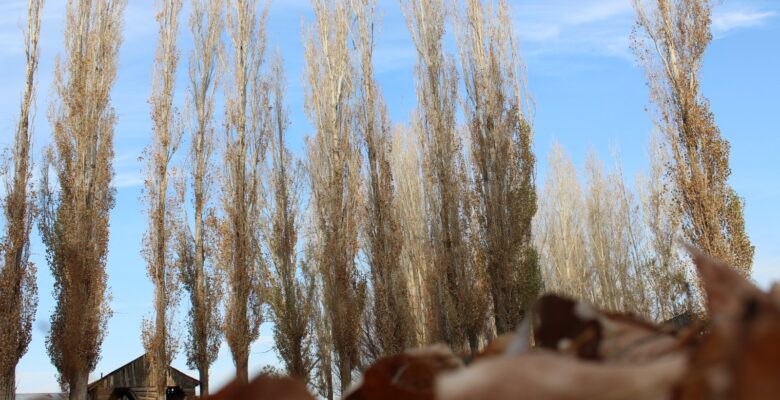 Ağrılı fotoğraf severler çektikleri fotoğraflarla sonbaharı yansıttılar