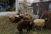 Ağrı’da küçükbaş hayvan çaldığı iddia edilen 2 kişi serbest bırakıldı