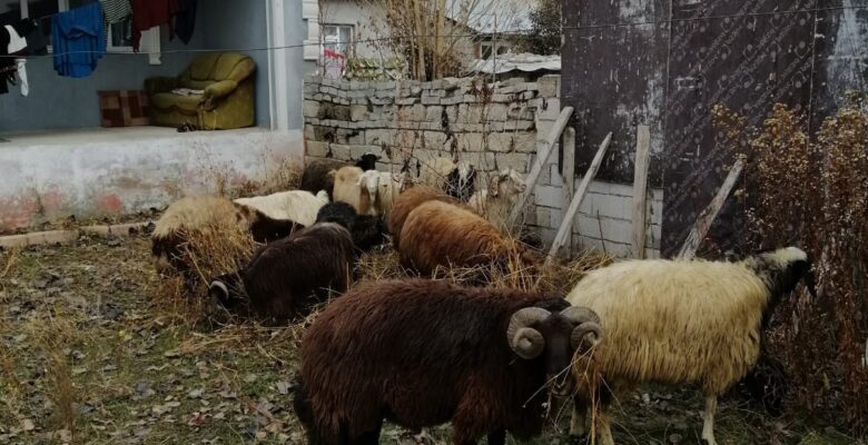 Ağrı’da küçükbaş hayvan çaldığı iddia edilen 2 kişi serbest bırakıldı