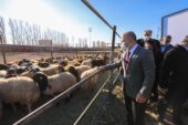 Ağrı’da ‘5 Yılda 750 bin Koyun Projesi’ kapsamında çiftçiler koyunlarını teslim almaya başladı