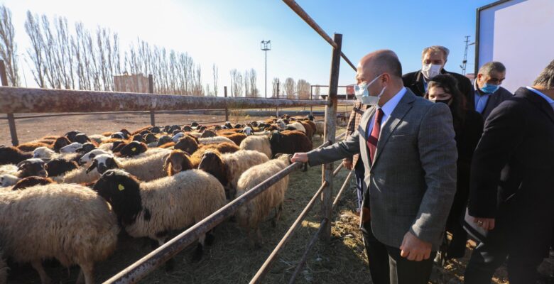 Ağrı’da ‘5 Yılda 750 bin Koyun Projesi’ kapsamında çiftçiler koyunlarını teslim almaya başladı