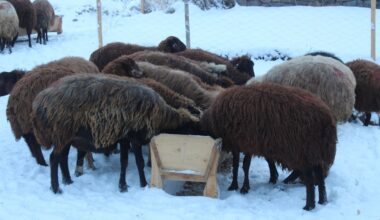 Ağrı’da çiftçilerin kış mesaisi başladı