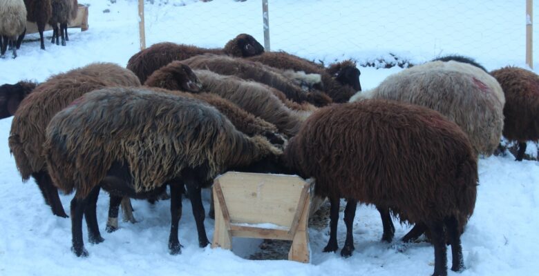 Ağrı’da çiftçilerin kış mesaisi başladı