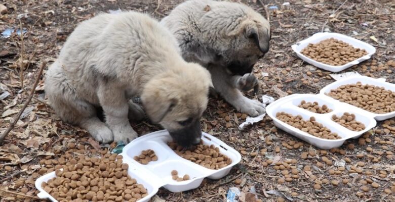Kızılay gönüllüleri Kovid-19 kısıtlamasında sokak hayvanlarını unutmadı