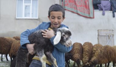 Ağrı’da “5 Yılda 750 bin Koyun” projesi meyvelerini vermeye başladı