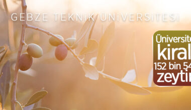 Gebze Teknik Üniversitesi’ne ait 152543 m² zeytinlik kiraya verilecek