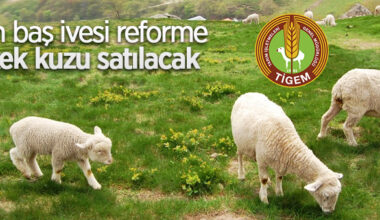 8 bin baş ivesi reforme erkek kuzu satılacak