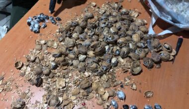 Ceviz kabuğundan uyuşturucu çıktı