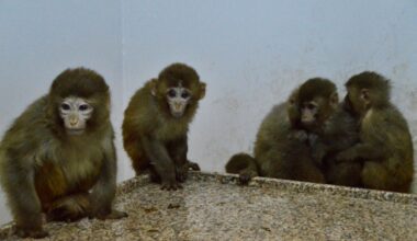 Gürbulak Gümrük Kapısında 12 maymun yakalandı