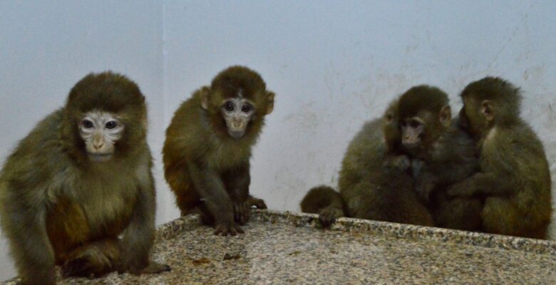 Gürbulak Gümrük Kapısında 12 maymun yakalandı