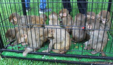 Ağrı’da yakalanan 12 maymun Gaziantep’te koruma altına alındı