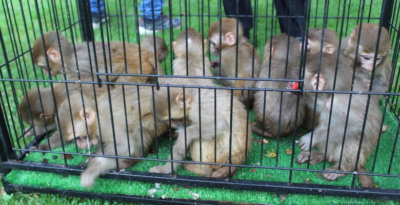 Ağrı’da yakalanan 12 maymun Gaziantep’te koruma altına alındı