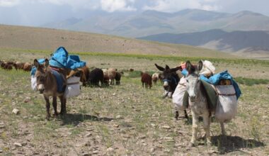 Besicilerin Ağrı Yaylalarına günler süren zorlu yayla yolculuğu başladı