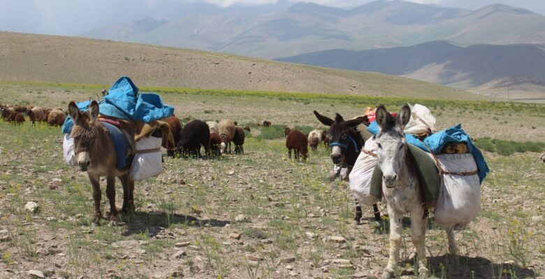 Besicilerin Ağrı Yaylalarına günler süren zorlu yayla yolculuğu başladı