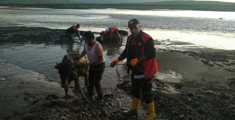 Ağrı’da mahalle sakinleri ve itfaiye hayvanlar için seferber oldu