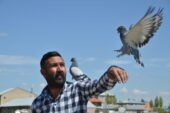 Kısıtlama günlerini servet harcadığı güvercinleriyle geçiriyor