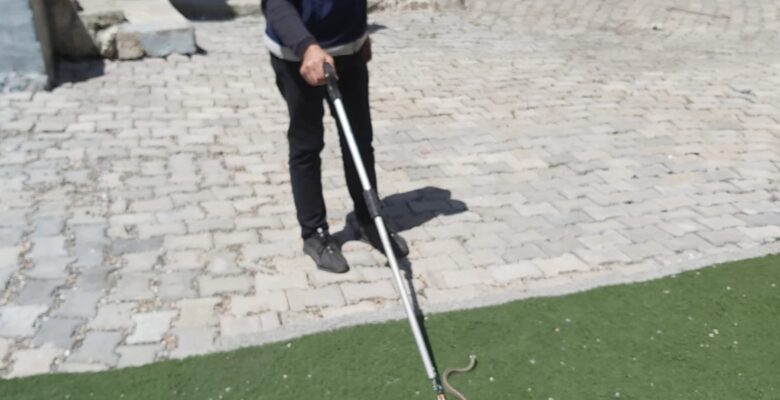 Ağrı’da evin bahçesine giren yılan yakalanıp doğaya bırakıldı