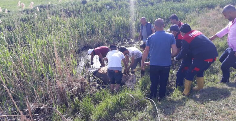 Çamura saplanan inek kurtarıldı