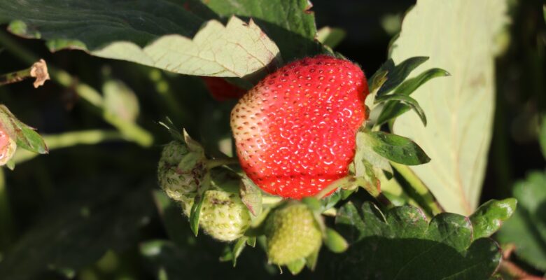 Ağrı çilek üretim merkezi olma yolunda ilerliyor