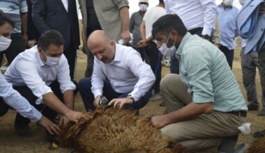 Vali Varol, “Niyetimiz küçükbaş hayvan varlığımızı 2 milyonun üzerine çıkarmak”