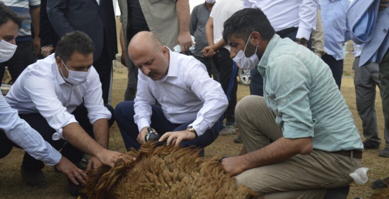 Vali Varol, “Niyetimiz küçükbaş hayvan varlığımızı 2 milyonun üzerine çıkarmak”