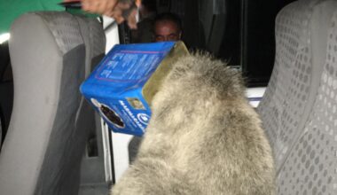 Ağrı’da ayı kurtarma operasyonu