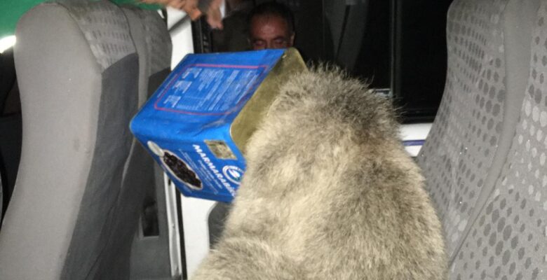 Ağrı’da ayı kurtarma operasyonu