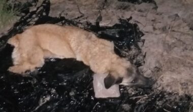 Zift birikintisine düşen köpeği itfaiye ekibi kurtardı