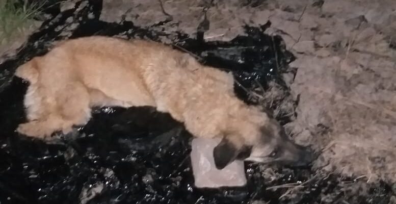 Zift birikintisine düşen köpeği itfaiye ekibi kurtardı