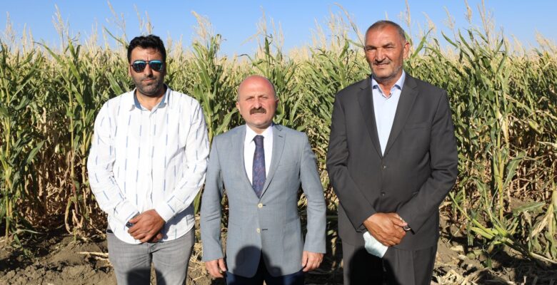 Ağrı’da silajlık mısır hasadı başladı