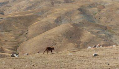 Ağrı’da 4 kurt doğaya bırakıldı