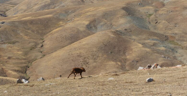 Ağrı’da 4 kurt doğaya bırakıldı