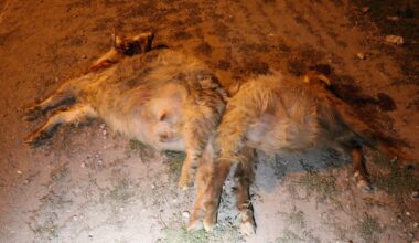 Ağrı’da otomobil sürüye çarptı, 6 keçi telef oldu