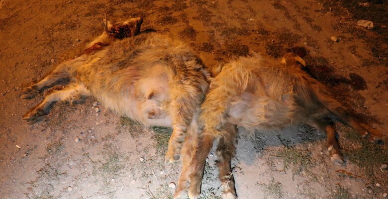 Ağrı’da otomobil sürüye çarptı, 6 keçi telef oldu