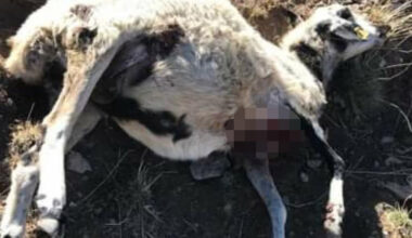 Ağrı’da kurtlar 20 koyunu telef etti