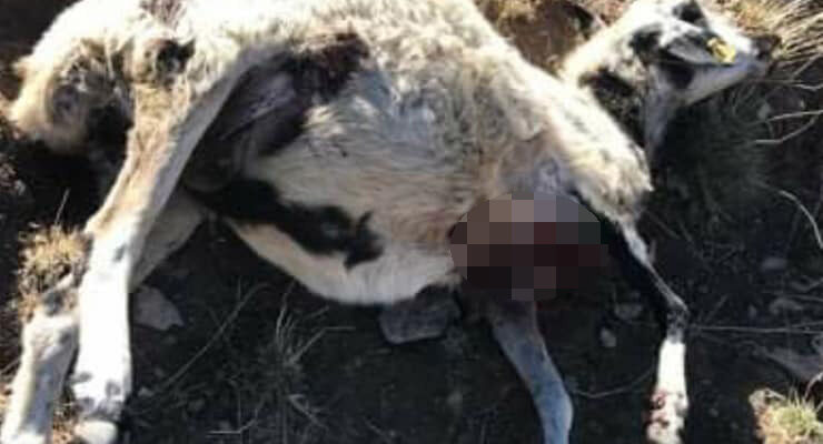 Ağrı’da kurtlar 20 koyunu telef etti