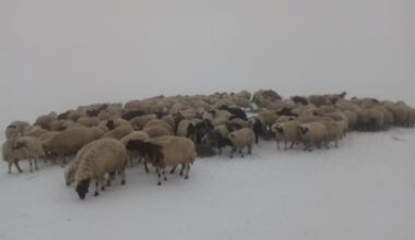 YAYLALARDA KAR KALINLIĞI 5 SANTİMETRE