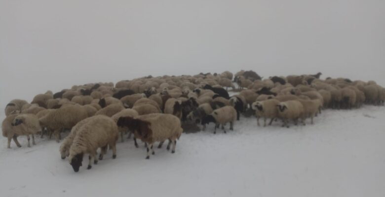 YAYLALARDA KAR KALINLIĞI 5 SANTİMETRE